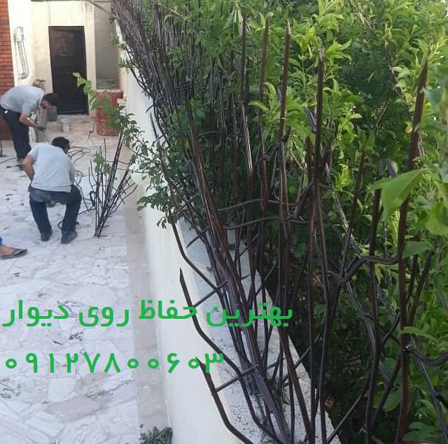 بهترین حفاظ روی دیوار حیاط