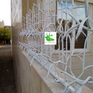 حفاظ خوشه ای گندمی کدام است؟