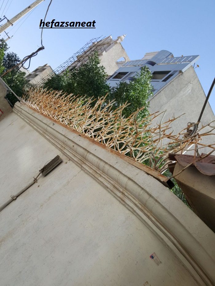 رنگ حفاظ شاخ گوزنی با رنگ کرم کوره ای