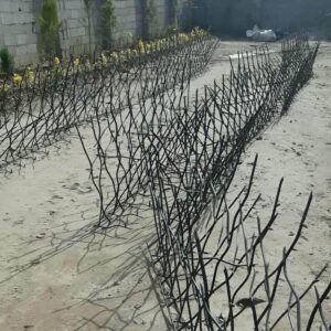 حفاظ شاخ گوزنی در شیراز