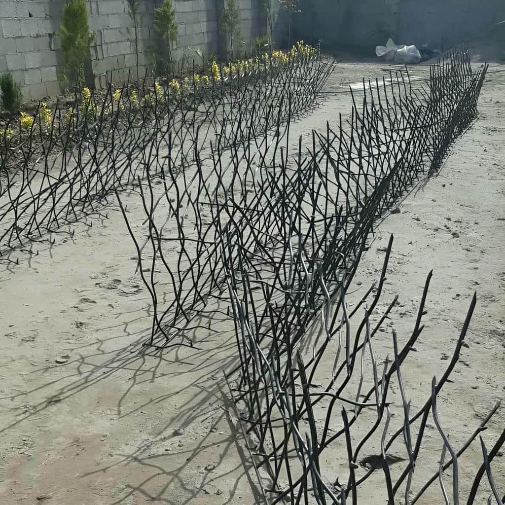 حفاظ شاخ گوزنی در شیراز