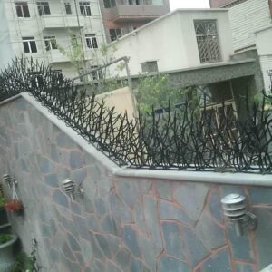 حفاظ شاخ گوزنی در محمودآباد