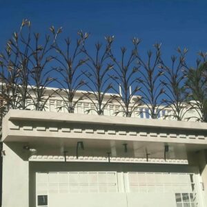 حفاظ شاخ گوزنی در بندرعباس