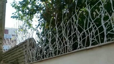 حفاظ شاخ گوزنی در مهرشهر کرج