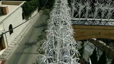 حفاظ شاخ گوزنی در هشتگرد