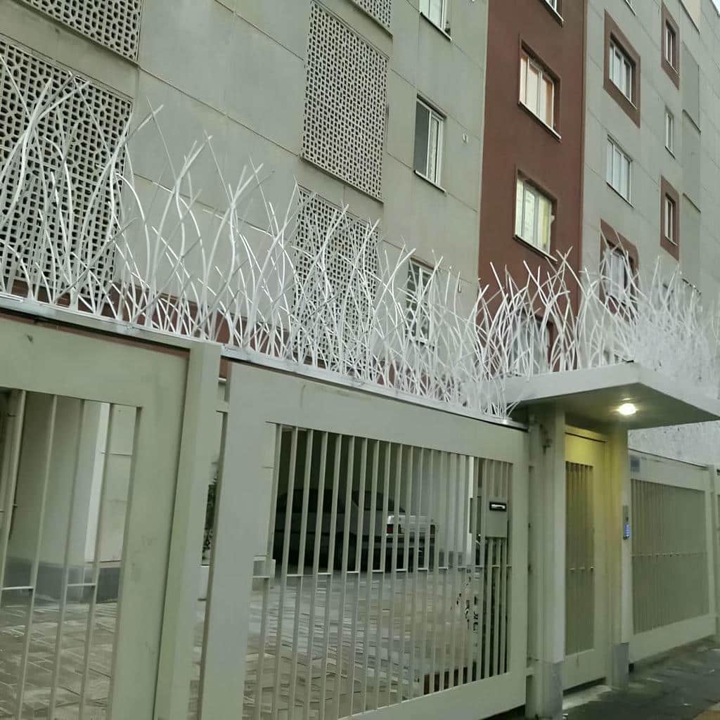 حفاظ شاخ گوزنی در رفسنجان