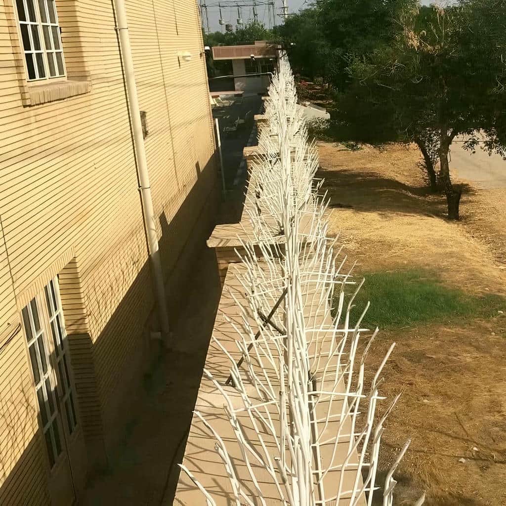 حفاظ شاخ گوزنی در کیش