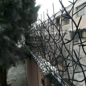 حفاظ شاخ گوزنی در ارومیه