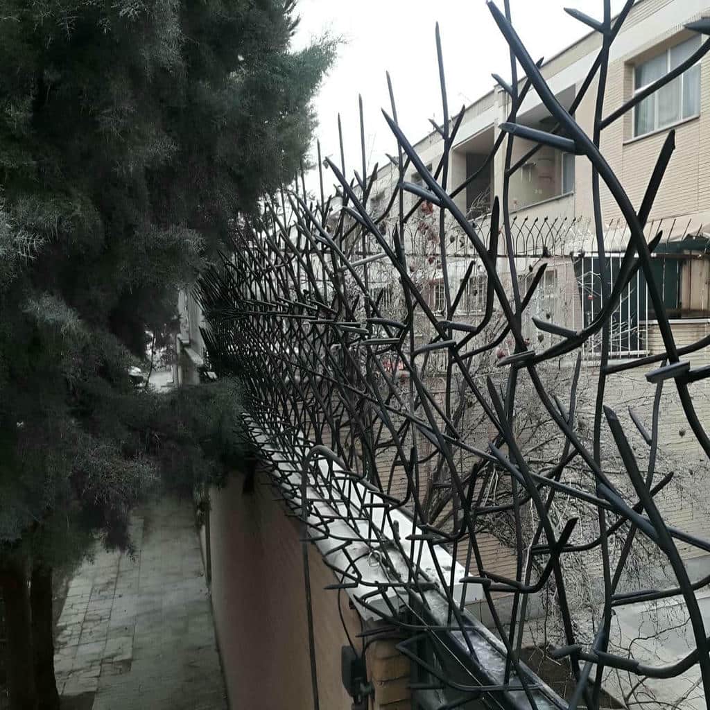 حفاظ شاخ گوزنی در ارومیه