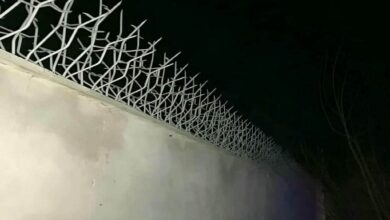 حفاظ شاخ گوزنی در بابل