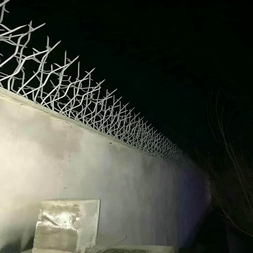 حفاظ شاخ گوزنی در بابل