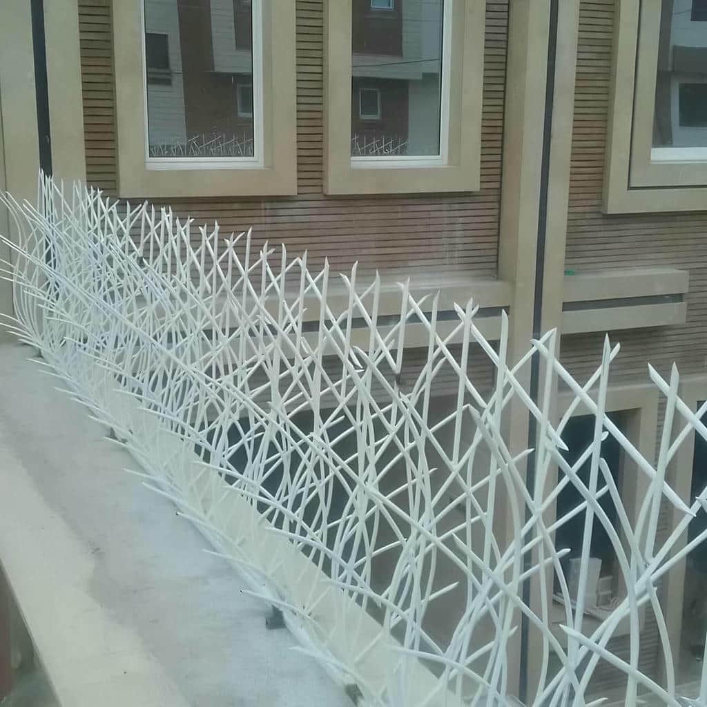 حفاظ شاخ گوزنی در مشهد