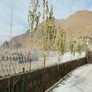 حفاظ شاخ گوزنی در نسیم شهر