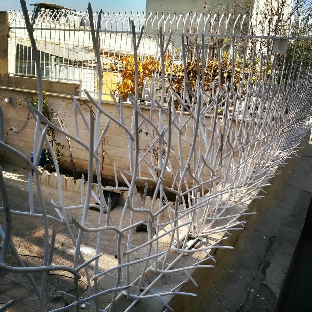 حفاظ شاخ گوزنی در لواسان
