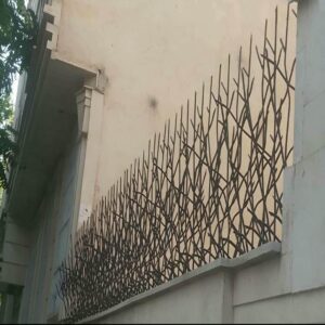 حفاظ شاخ گوزنی در اصفهان