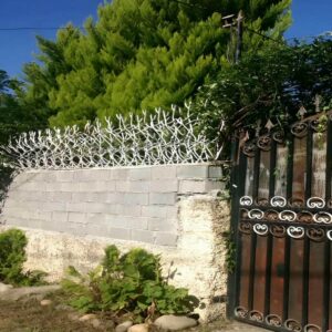 حفاظ شاخ گوزنی در رشت