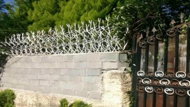 حفاظ شاخ گوزنی در رشت