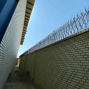حفاظ شاخ گوزنی در کرمان