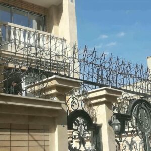حفاظ شاخ گوزنی در بندر لنگه