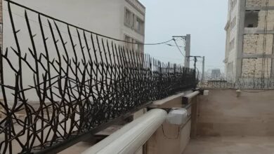 برآورد قیمت محافظ شاخ گوزنی