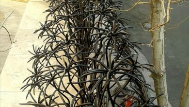حفاظ مدرن روی دیوار منزل