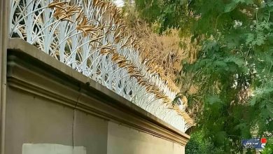 حفاظ لیلیوم فلزی با طرح شاخه ای
